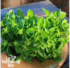 Récolte de BASILIC Marseillais - La Semence Bio