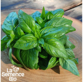 Récolte de BASILIC Grand Vert Genovese - La Semence Bio