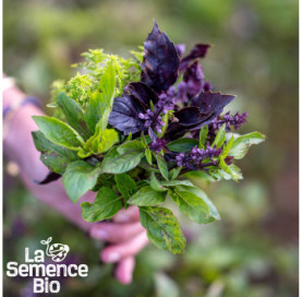 Récolte de BASILICS en mélange - La Semence Bio