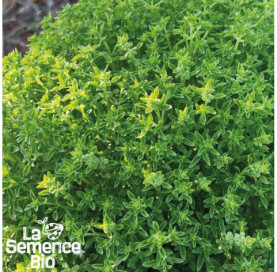 Plant à maturité de BASILICS en mélange - La Semence Bio