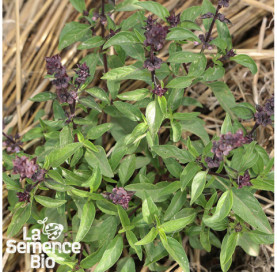 Plant à maturité de BASILICS en mélange - La Semence Bio