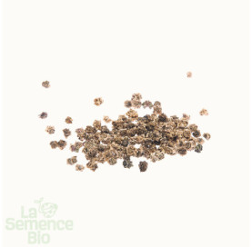 Graines de BETTERAVE Golden - La Semence Bio