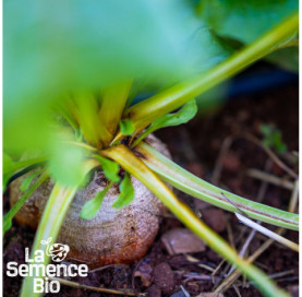 Plant à maturité de BETTERAVE Golden - La Semence Bio