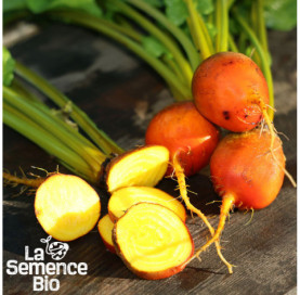 Récolte de BETTERAVE Golden - La Semence Bio