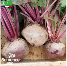 Photo de BETTERAVE de Détroit améliorée - La Semence Bio