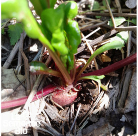 Plant à maturité de BETTERAVE de Détroit améliorée - La Semence Bio