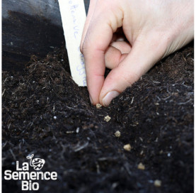 Semis de BETTERAVE Chioggia - La Semence Bio