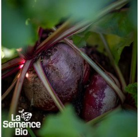Plant à maturité de BETTERAVE Chioggia - La Semence Bio