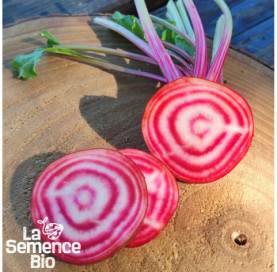Récolte de BETTERAVE Chioggia - La Semence Bio