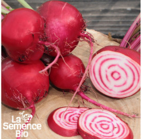 Plant à maturité de BETTERAVES en mélange - La Semence Bio