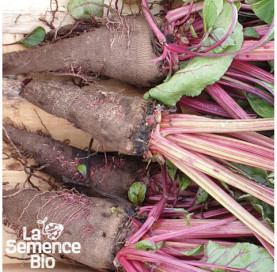 Plant à maturité de BETTERAVES en mélange - La Semence Bio