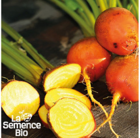 Plant à maturité de BETTERAVES en mélange - La Semence Bio
