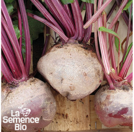 Plant à maturité de BETTERAVES en mélange - La Semence Bio