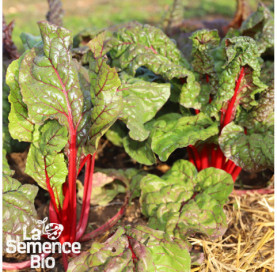 Plant à maturité de BLETTE Charlotte - La Semence Bio