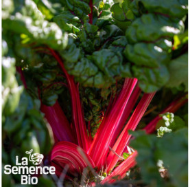 Gros plan de BLETTE Charlotte - La Semence Bio