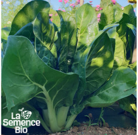 Plant à maturité de BLETTE Compacta Verde - La Semence Bio