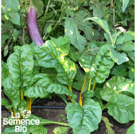 Plant à maturité de BLETTE cardes en mélange - La Semence Bio