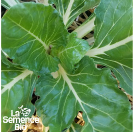 Jeune plant de BLETTE verte à carde blanche - La Semence Bio