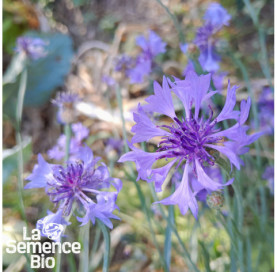 Gros plan de BLEUET des champs - La Semence Bio