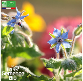 Photo de BOURRACHE officinale - La Semence Bio