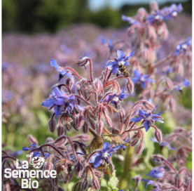 Plant à maturité de BOURRACHE officinale - La Semence Bio