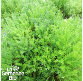 Jeune plant de CAMOMILLE romaine - La Semence Bio