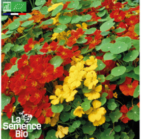 Photo de CAPUCINE grimpante - La Semence Bio