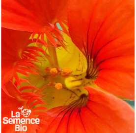 Gros plan de CAPUCINE grimpante - La Semence Bio