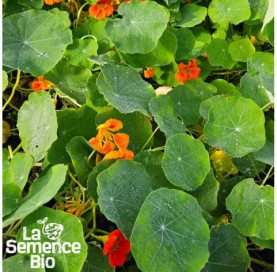 Plant à maturité de CAPUCINE non grimpante - La Semence Bio