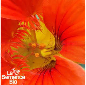 Gros plan de CAPUCINE non grimpante - La Semence Bio