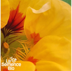 Gros plan de CAPUCINE non grimpante - La Semence Bio