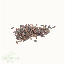 Graines de CARDON Blanco inerme - La Semence Bio