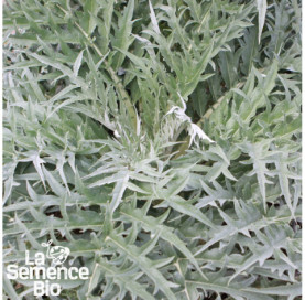 Plant à maturité de CARDON Blanco inerme - La Semence Bio
