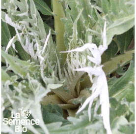 Gros plan de CARDON Blanco inerme - La Semence Bio