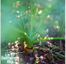 Plant à maturité de CAROTTE De Luc - La Semence Bio
