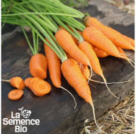Récolte de CAROTTE Rothild - La Semence Bio