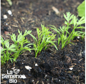 Premières pousses de CAROTTE Rouge Sang - La Semence Bio