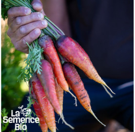 Récolte de CAROTTE Rouge Sang - La Semence Bio