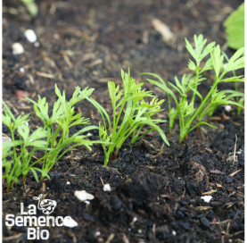 Premières pousses de CAROTTE jaune du Doubs - La Semence Bio