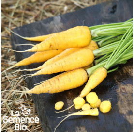 Récolte de CAROTTE jaune du Doubs - La Semence Bio