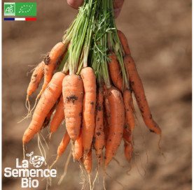 Photo de CAROTTE Nantaise améliorée 5 - La Semence Bio