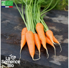 Photo de CAROTTE de Colmar à Cur Rouge 2 - La Semence Bio