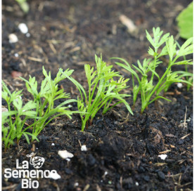 Premières pousses de CAROTTE de Colmar à Cur Rouge 2 - La Semence Bio