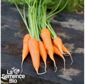 Récolte de CAROTTE de Colmar à Cur Rouge 2 - La Semence Bio