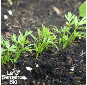 Premières pousses de CAROTTE Touchon - La Semence Bio