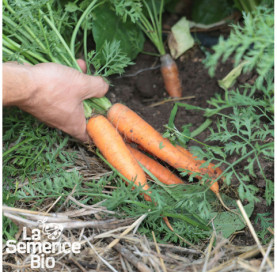 Plant à maturité de CAROTTE Touchon - La Semence Bio