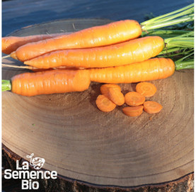 Récolte de CAROTTE Touchon - La Semence Bio