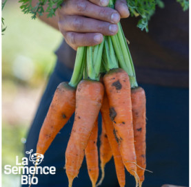 Gros plan de CAROTTE Touchon - La Semence Bio