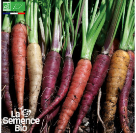 Photo de CAROTTES en mélange - La Semence Bio