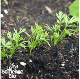 Premières pousses de CAROTTES en mélange - La Semence Bio